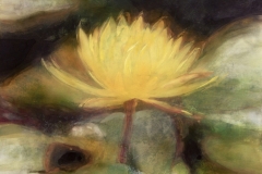 WaterLily1