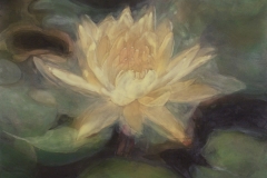 WaterLily2